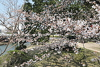 真締川沿の公園に咲くサクラ