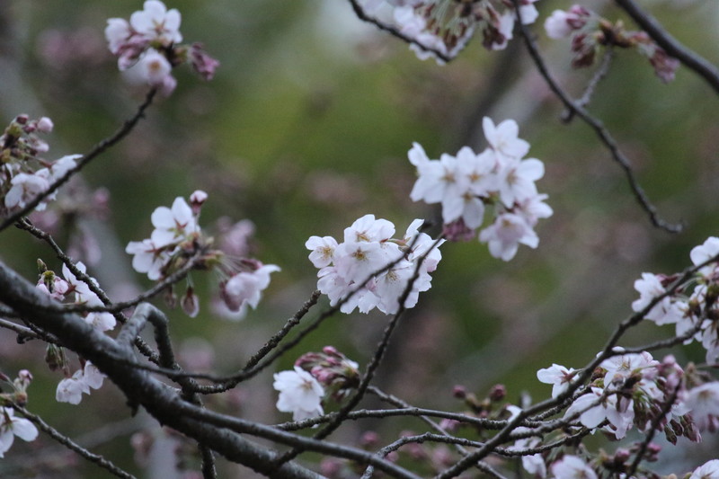 三分咲きになった、我が家の桜