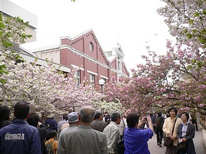 造幣局恒例の「桜見・素通り」満開でした！