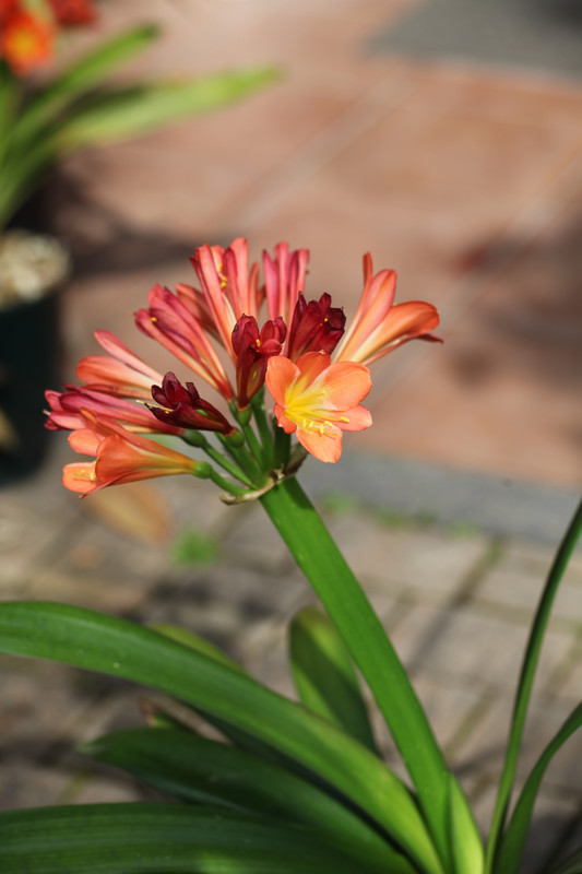 鉢植えの「クンシラン」