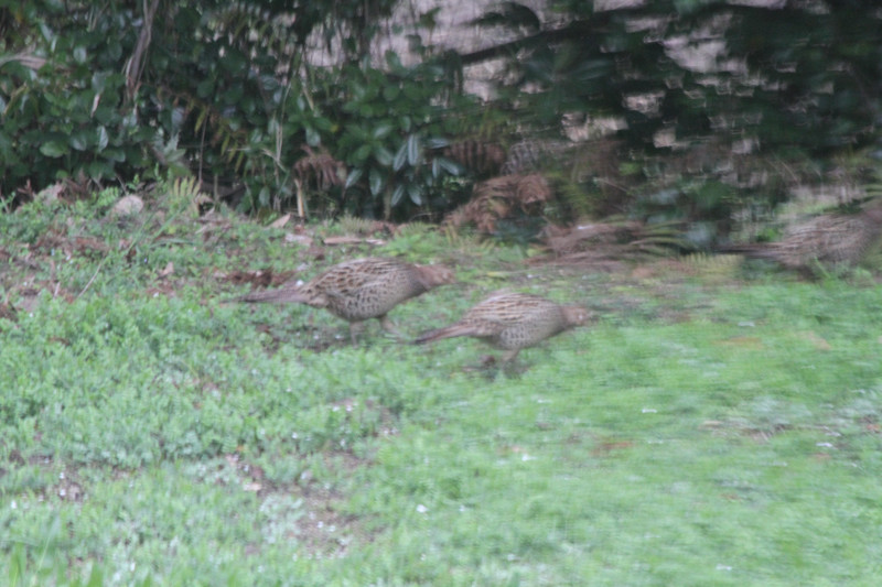 午前、鳥たちは食べ物を探して