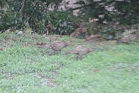 午前、鳥たちは食べ物を探して