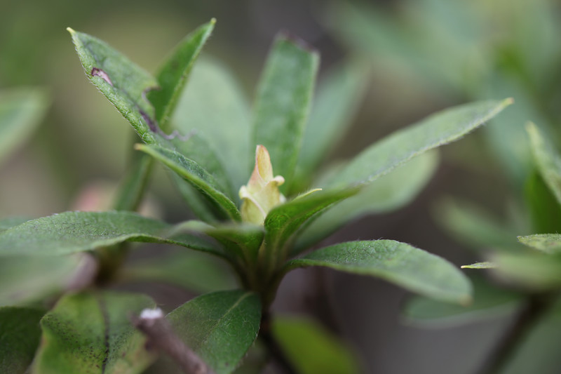 ツツジの新芽が、でも“手ブレ”でした。