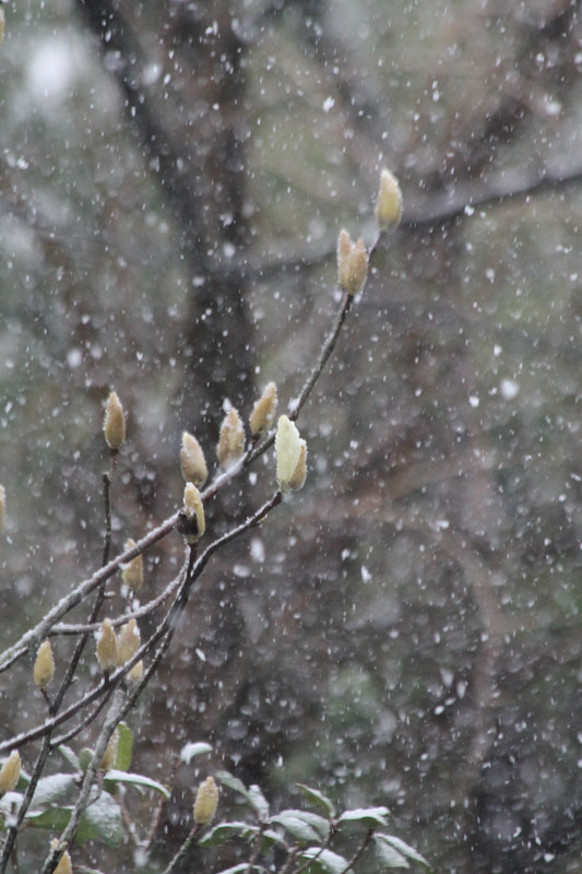 モクレンも驚く10センチの積雪