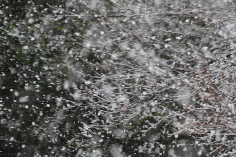 吹き荒れる雪