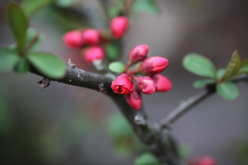 「木瓜」の蕾が膨らんで