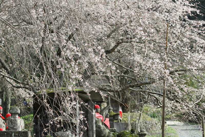 お地蔵様と枝垂れ桜