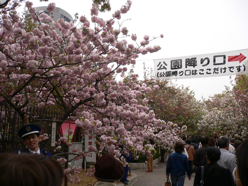 役得ながら、大阪造幣局“桜の通り抜け”にも行きました