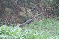 雨のせいか、雉子が飛び入り