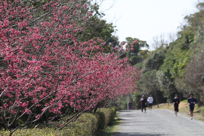 歩くヒト、走るひとを見守る満開の「緋寒桜」