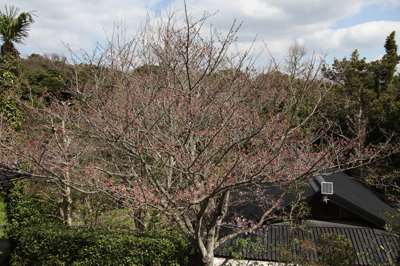 満を持して赤くなった桜の花の蕾たち