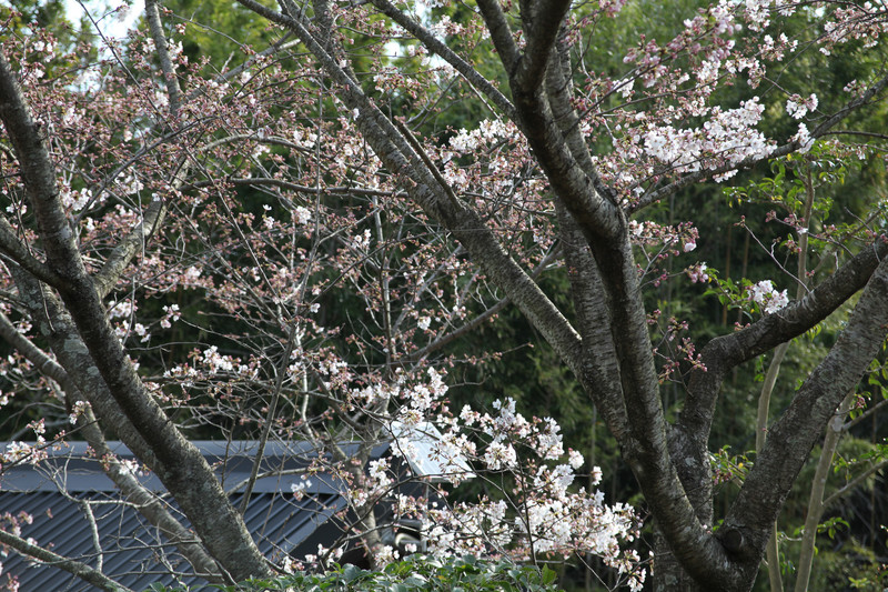 いつもの遅い開花が始まった我が庭の桜