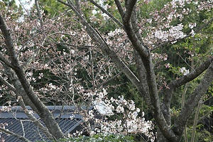 いつもの遅い開花が始まった我が庭の桜