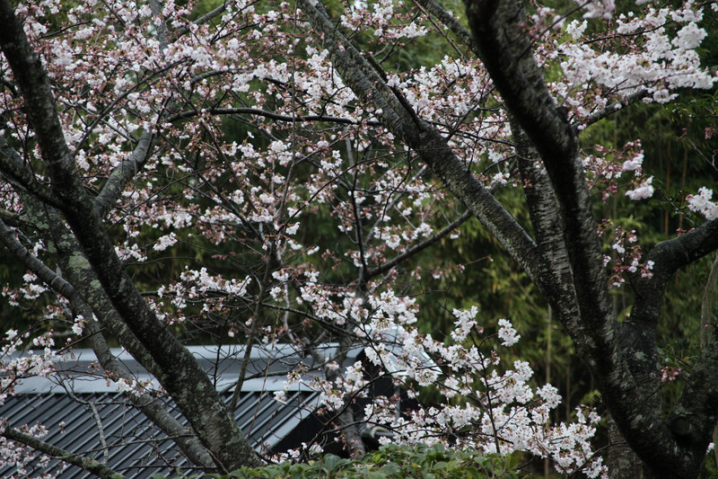 3月31日の桜