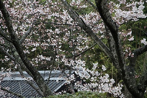 3月31日の桜