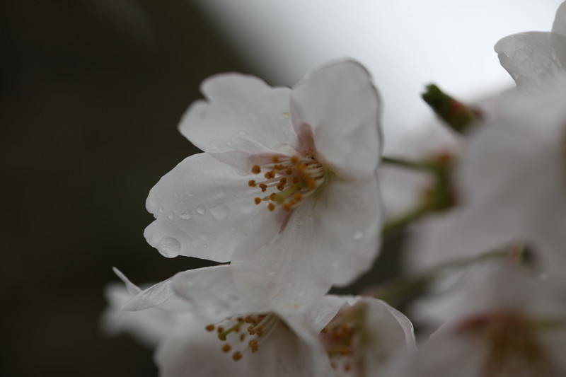 一つの桜の花が清楚