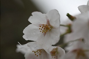 一つの桜の花が清楚