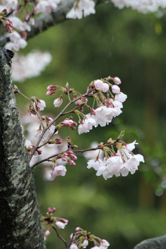 滴る水に耐える？桜の花