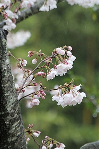 滴る水に耐える？桜の花