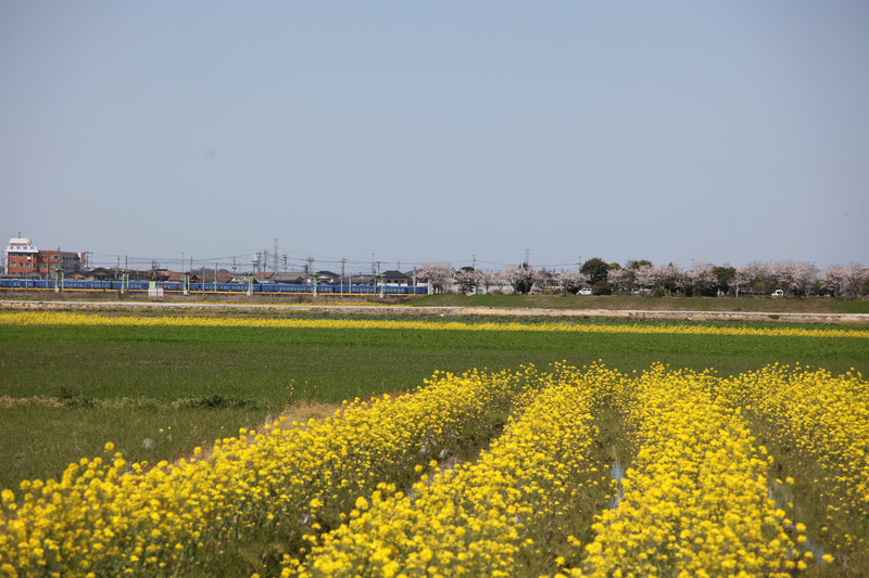 「菜の花」も満開