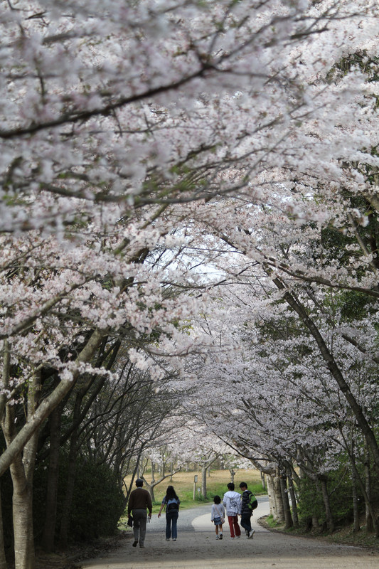 ドーム状の満開の桜が観られる東湖畔