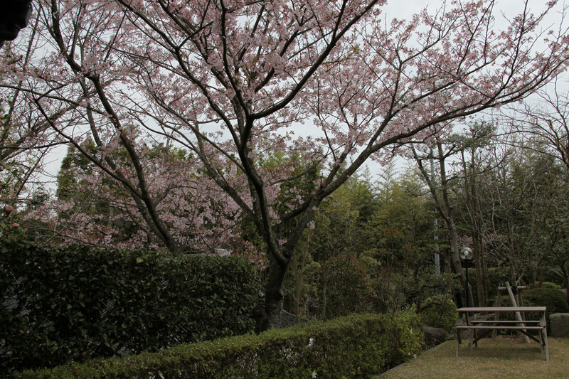 一夜で散った桜、来年まで見納めに