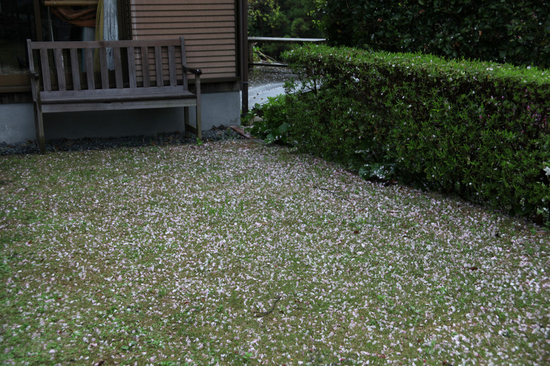 芝生が窒息しそうな沢山の花びら