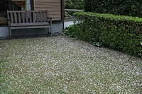 芝生が窒息しそうな沢山の花びら