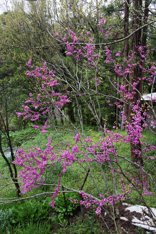 下の花壇のハナズオウも光を求めて伸びはじめました