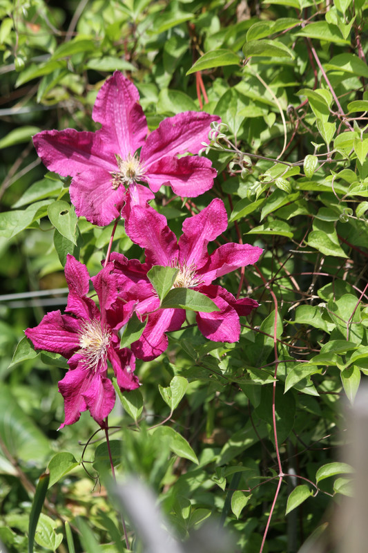 庭先の「クレマチス」、この花は個性的です！