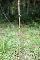 破竹、可哀そうに、切りました。