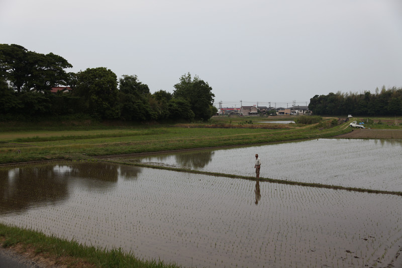 田植えが終り綺麗になった近くの田んぼ。