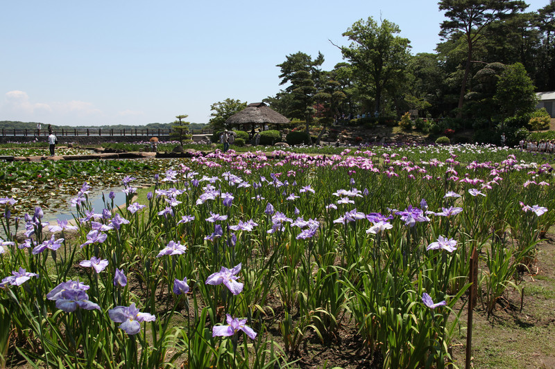 「菖蒲園」今が盛り、常盤公園へどうぞ。