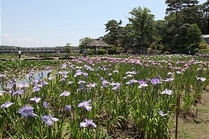 「菖蒲園」今が盛り、常盤公園へどうぞ。