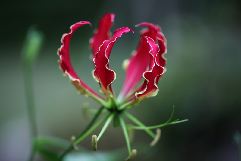 グロリオサ、鉢植え？です。