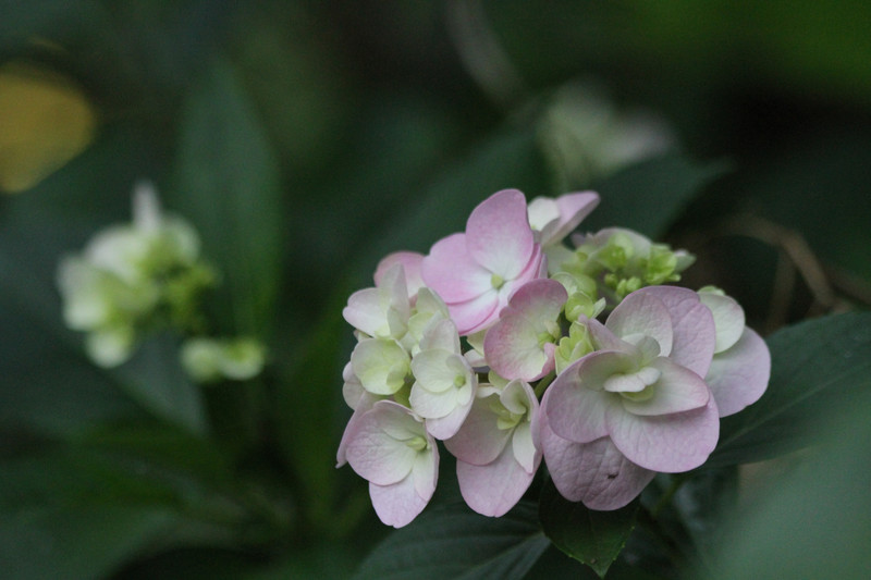 質素な我が家の「紫陽花」