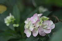 質素な我が家の「紫陽花」