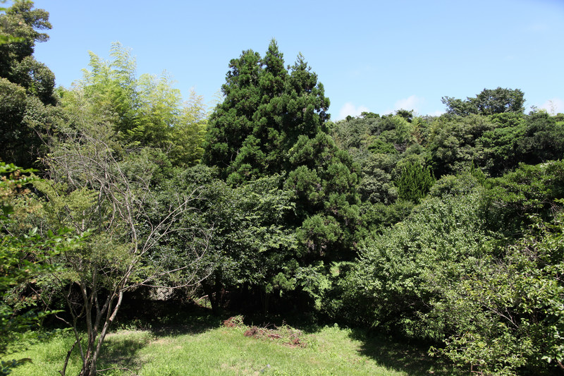 下の畑周りもすっかり夏景色になっています。