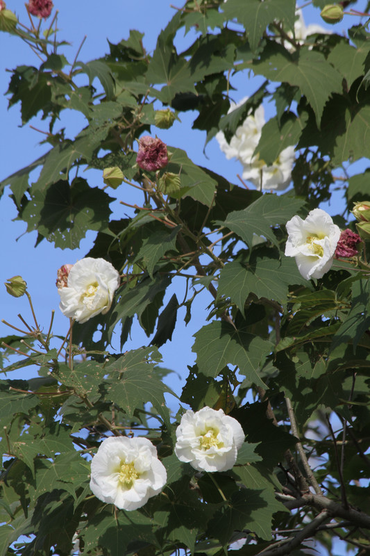 いつ観ても清楚な花、酔芙蓉。