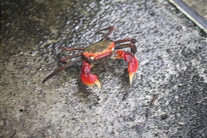 隠れる前にパチッと「サワガニ」