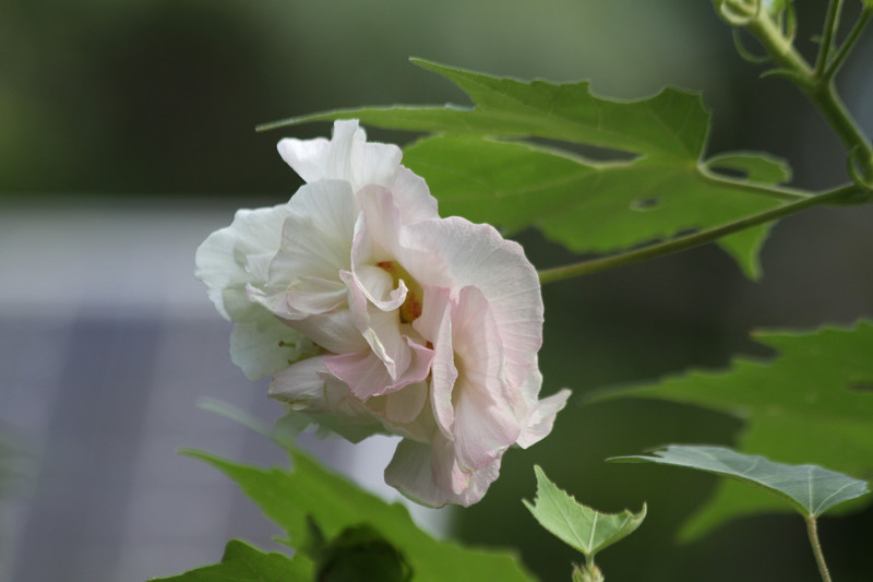 朝９時の「醉芙蓉」