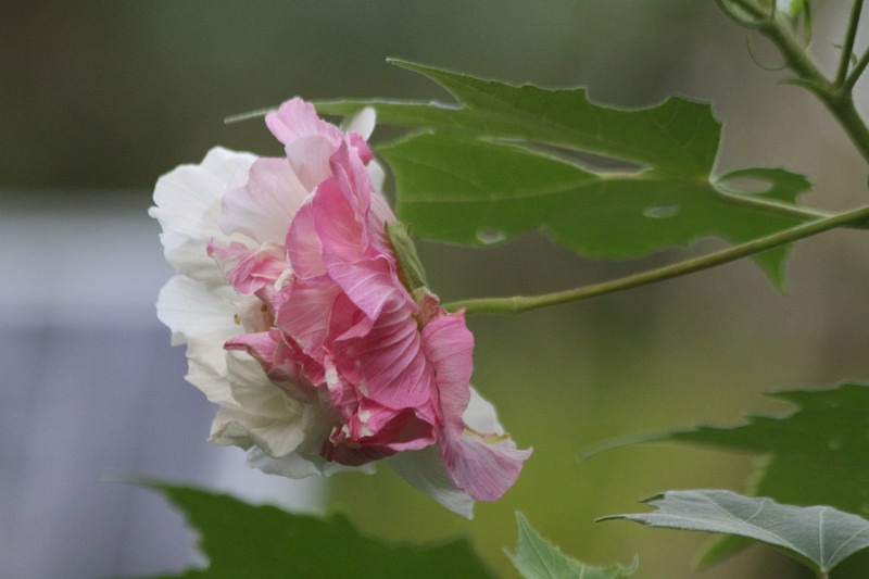 午後６時の「醉芙蓉」