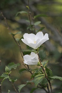 まだ咲いている「白いムクゲ（木槿）」