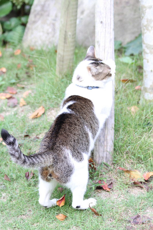 食っちゃー寝て、の繰返しで丸太りの我家の猫ユータ