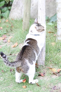 食っちゃー寝て、の繰返しで丸太りの我家の猫ユータ