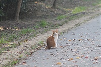 道を北上する私を、遠くから見送ってくれた、ノラちゃん。