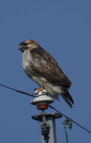 野鳥図鑑の「ノスリ」