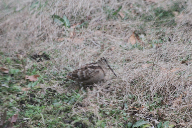 夕方だったせいと、“鳥目”であることが幸いしてか、ユックリ何枚も撮影出来ましたが、残念ながら明瞭な写真にはなっていません。